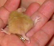 piggymouse.jpg