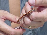 newsnake2.jpg