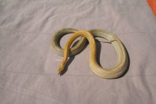 carfemale3.jpg