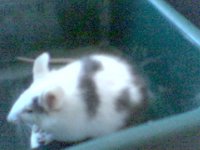Picture 51.jpg