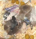 pileoffuzzies.jpg