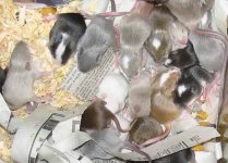 superfuzzypile.jpg
