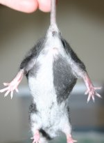 black_merle_tummy.jpg