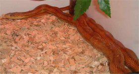 snake1.jpg