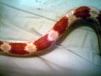 corn albina 002.jpg