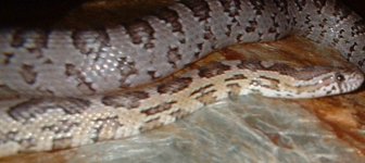 Icepick - Mar 3 05.JPG