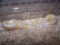mello yello 6 10 04c.jpg