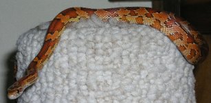 mayaclothes2c.jpg