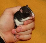 Rat.JPG