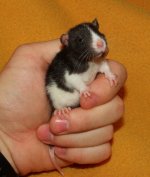 rat2.JPG