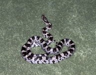 anery pic best quality.jpg