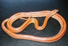 Hypostripe.JPG