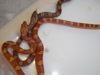Bloodred couple 009.jpg