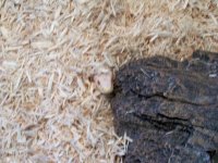 100_0178.jpg