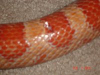 snakey poo.JPG