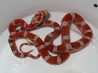 hypo blood 1.jpg
