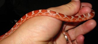 hypo blood2.jpg