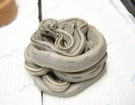 anery stripe nk 2004_2.jpg