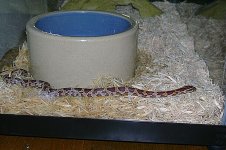 snakesnake.jpg