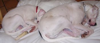 dogsDec.jpg (13)resize.JPG