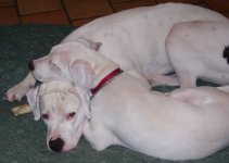 dogsDec.jpg (21)resize.JPG