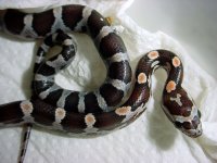 normal_1-close-arial-most-7.jpg