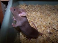 chocolate mouse.jpg