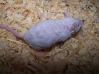 wavy haired mouse.jpg