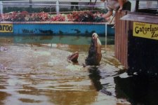 gator feeding.jpg