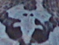 elephant.jpg