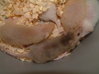 fuzzy 3.JPG