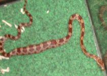 snake.jpg