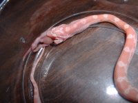 Rosy feeding.JPG