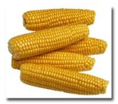corn.jpg