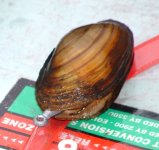 Clam.jpg