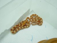 sunglow nk 2004.jpg
