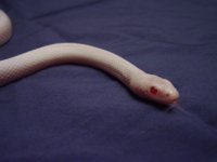 albino stripe lavender head.jpg
