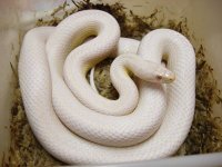 snow stripe in legdoos.jpg