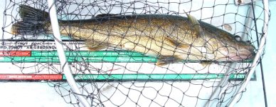 Walleye.jpg