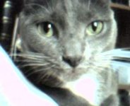 844kitty.jpg