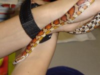 Snakes 004.jpg