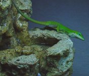 Anolis_carolinensis2.jpg