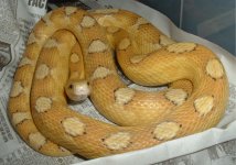 Carmel Motley Het for High Yellow Amber Motley 2.jpg
