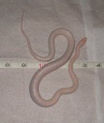 measurement 01-11-07.jpg