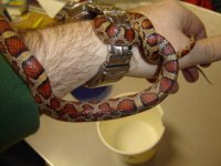 Snakes 002.jpg