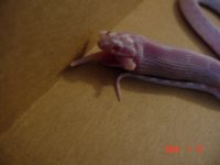 snake 002.jpg