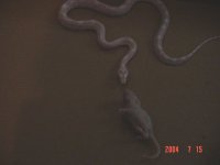 snake 005.jpg