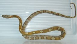 Caramel mot mine 9.jpg