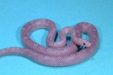 lavbloodred05_01.jpg