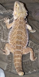 fullbody3.jpg